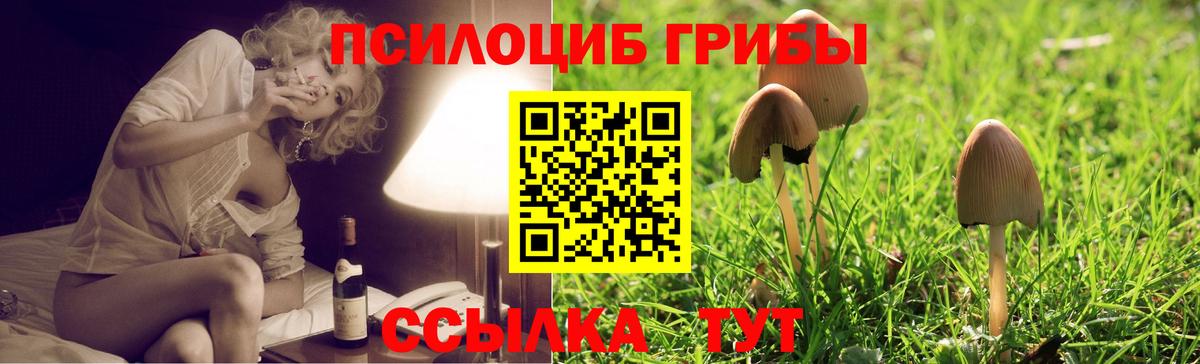 Псилоцибиновые грибы Psilocybe Можга